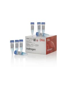 GIBCO ZEOCIN SELECTION REAGENT 8 X 1.25 ML [PACK OF 8]