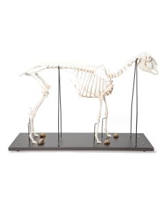 Sheep Skeleton (Ovis Aries) Female [Pack of 1]