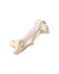 Mammalian Femur [Pack of 1]