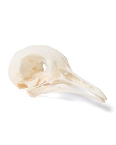 Pigeon Skull (Columba Livia Domestica) [Pack of 1]