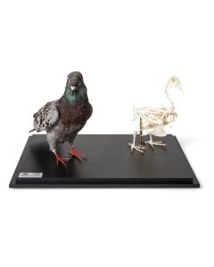 Pigeon and Pigeon Skeleton (Columba Livia Domestica) [Pack of 1]