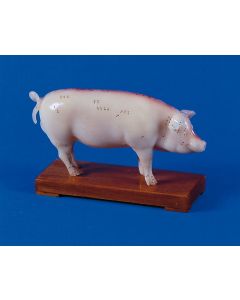 Pig Anatomy and Acupuncture Model [Pack of 1]