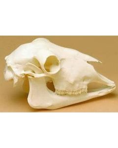 Sheep Skull Model [Pack of 1]