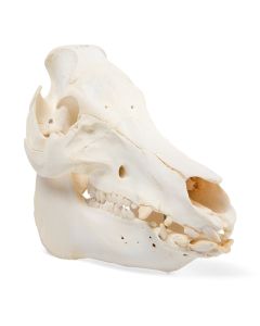 Pig Skull (Sus Scrofa) [Pack of 1]