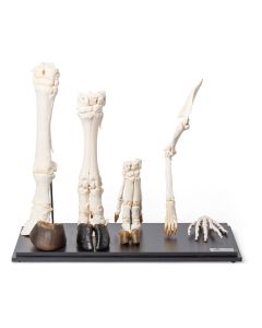 Mammal Front Legs Set [Pack of 1]