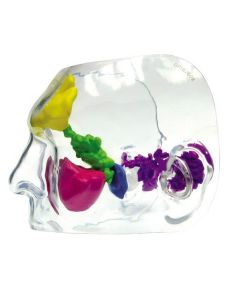 Transparent Prenasal and Mastoid Sinus Model [Pack of 1]