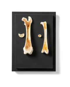 Structure of a Bird and a Mammal Bone Display [Pack of 1]