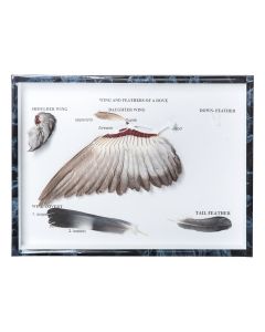 Pigeon Wings and Feathers (Columba Palumbus) [Pack of 1]