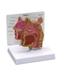 Sinus Model [Pack of 1]