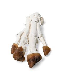 Pig Foot (Sus Scrofa Domesticus) [Pack of 1]
