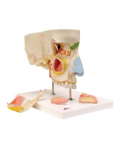 Nose Model with Paranasal Sinuses (5 part) [Pack of 1]