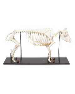 Pig Skeleton (Sus Scrofa domesticus) Male [Pack of 1]