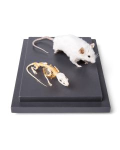 Mouse and Mouse Skeleton (Mus Musculus) [Pack of 1]
