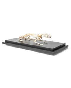 Rat Skeleton (Rattus Rattus) [Pack of 1]