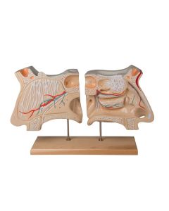 Nose and Olfactory Organ Model Set (4 times life size) [Pack of 1]