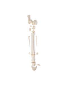 Mammalian Metatarsal Bones [Pack of 1]