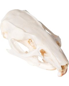 Rat Skull (Rattus Rattus) 1 [Pack of 1]