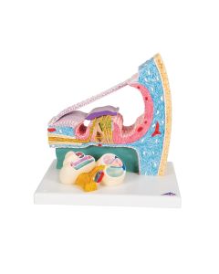 Organ of Corti Model [Pack of 1]
