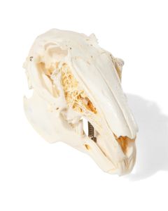 Rabbit Skull (Oryctolagus cuniculus var. domestica) [Pack of 1]