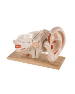 Deluxe Ear Model (5 times life size, 8 part) [Pack of 1]