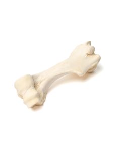 Mammalian Humerus [Pack of 1]