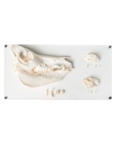 Tooth Types of Different Mammals (Mammalia, Deluxe Version) [Pack of 1]