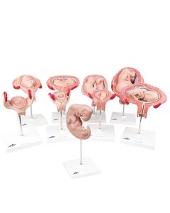 Deluxe Pregnancy Series (9 Models) [Pack of 1]
