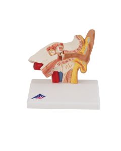 Desktop Ear Model (1.5 times life size) [Pack of 1]