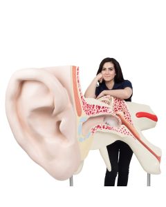 World's Largest Ear Model (15 times life size, 3 part) [Pack of 1]