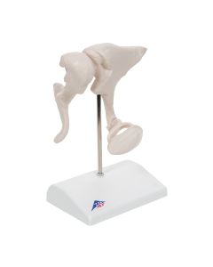 Ossicle Model (20 times life size) [Pack of 1]