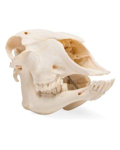 Sheep Skull (Ovis Aries) Female [Pack of 1]