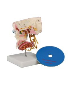 Special Senses Model [Pack of 1]
