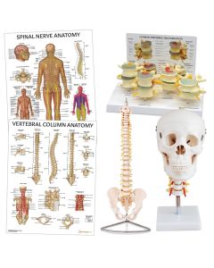 Spine Anatomy & Pathology Collection [Pack of 1]