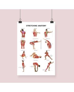Stretching Anatomy Fine Art Print A2 No Frame [Pack of 1]