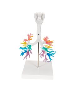 CT Bronchial Tree with Larynx Model [Pack of 1]