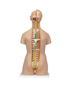 Classic Unisex Torso Model with Open Neck and Back (18 part) [Pack of 1]