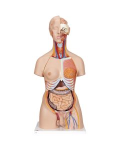 Deluxe Dual Sex Torso Model with Opened Back (28 part) [Pack of 1]