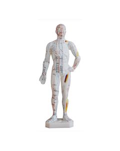 Mini Acupuncture Model (26 cm tall) [Pack of 1]