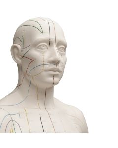 Male Acupuncture Model [Pack of 1]
