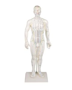 Male Acupuncture Model (50 cm tall) [Pack of 1]