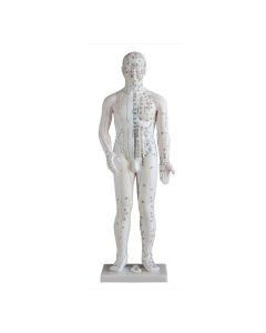 Male Acupuncture Model (70 cm tall) [Pack of 1]