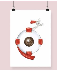 Extrinsic Eye Anatomy Fine Art Illustration Framed Print (No Mount ) White A3 [Pack of 1]