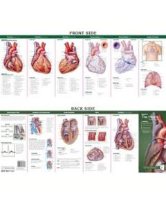 Anatomy of The Heart Study Guide [Pack of 1]