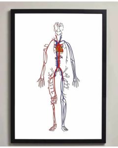 Circulatory Pathways Anatomy Fine Art Illustration Framed Print (no Frame) Black A1[Pack of 1]