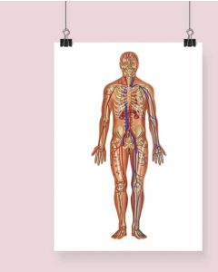 The Circulatory System Anatomy Fine Art Illustration Framed Print with Mount Natural Wood A2[Pack of 1] 