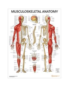 Musculoskeletal Anatomy Chart / Poster - Laminated [Pack of 1]