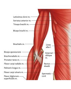 Muscular Anatomy Chart / Poster - Laminated [Pack of 1]