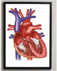 Heart Anatomy Fine Art Illustration Framed Print(no Mount ) White A2[Pack of 1]