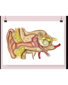 Ear Anatomy Fine Art Illustration  Framed Print (no Mount ) A3 Black [Pack of 1]