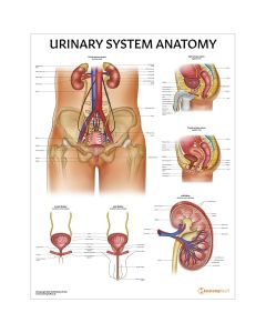 Urinary System Anatomy Chart / Poster - Laminated [Pack of 1]